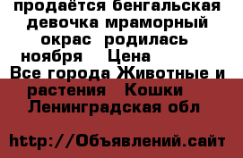 продаётся бенгальская девочка(мраморный окрас).родилась 5ноября, › Цена ­ 8 000 - Все города Животные и растения » Кошки   . Ленинградская обл.